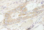 eEF1G Antibody in Immunohistochemistry (IHC)