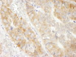 eEF1G Antibody in Immunohistochemistry (IHC)