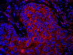 eEF1G Antibody in Immunohistochemistry (IHC)