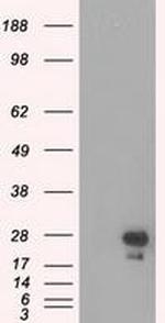 eGFP Antibody in Western Blot (WB)