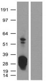 eGFP Antibody in Western Blot (WB)