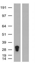 eGFP Antibody in Western Blot (WB)