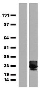 eGFP Antibody in Western Blot (WB)