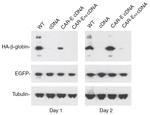 eGFP Antibody in Western Blot (WB)