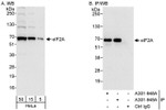 eIF2A Antibody in Western Blot (WB)