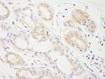 eIF2A Antibody in Immunohistochemistry (IHC)