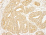 eIF2A Antibody in Immunohistochemistry (IHC)