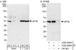 eIF3E Antibody in Western Blot (WB)