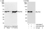 eIF3E Antibody in Western Blot (WB)