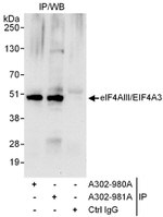 eIF4AIII/EIF4A3 Antibody in Immunoprecipitation (IP)