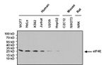 eIF4E Antibody in Western Blot (WB)