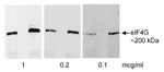 eIF4G1/eIF4GI Antibody in Western Blot (WB)