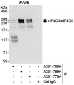 eIF4G3/eIF4GII Antibody in Immunoprecipitation (IP)