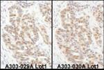 eIF6 Antibody in Immunohistochemistry (IHC)