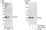 eIF6 Antibody in Western Blot (WB)