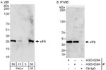 eIF6 Antibody in Western Blot (WB)