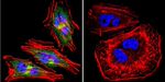 eNOS Antibody in Immunocytochemistry (ICC/IF)