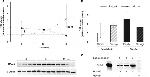 RAGE Antibody in Western Blot, Neutralization (WB, Neu)