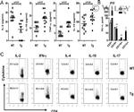 CD11b Antibody in Flow Cytometry (Flow)