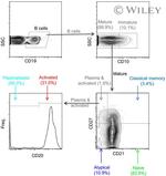 CD21 Antibody in Flow Cytometry (Flow)