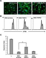 CD3 Antibody in Flow Cytometry (Flow)