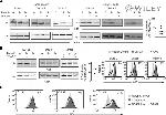 AID Antibody in Western Blot (WB)