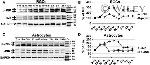 Phospho-JNK1/JNK2 (Thr183, Tyr185) Antibody in Western Blot (WB)