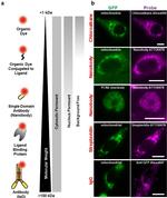 GFP Antibody in Immunocytochemistry (ICC/IF)