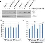 alpha Tubulin Antibody in Western Blot (WB)