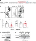 mCherry Antibody in Western Blot (WB)