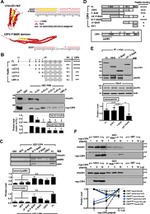 c-Myc Antibody in Western Blot, Immunoprecipitation (WB, IP)