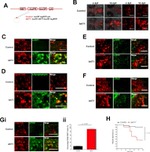 AKT1 Antibody in Immunohistochemistry (IHC)