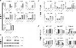 WARS Antibody in Western Blot (WB)