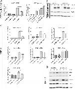 WARS Antibody in Western Blot (WB)