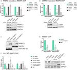 LARP4 Antibody in Western Blot (WB)