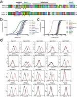 Phospho-STAT3 (Tyr705) Antibody in Flow Cytometry (Flow)