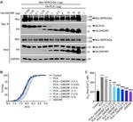 Phospholamban Antibody in Western Blot (WB)