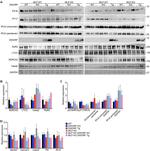 Phospholamban Antibody in Western Blot (WB)