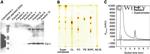 Cytochrome C Antibody in Western Blot (WB)