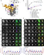 alpha Tubulin Antibody in Immunocytochemistry (ICC/IF)