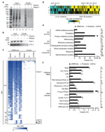 Cytochrome C Antibody in Western Blot (WB)