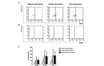 Phospho-STAT5 (Tyr694) Antibody in Flow Cytometry (Flow)