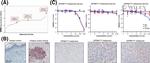 OPRM1 Antibody in Immunohistochemistry (IHC)