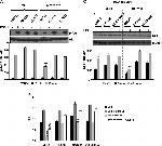 Ki-67 Antibody in Western Blot (WB)