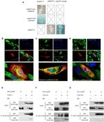 DYKDDDDK Tag Antibody in Western Blot, Immunoprecipitation (WB, IP)