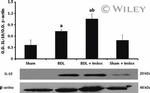 IL-10 Antibody in Western Blot (WB)