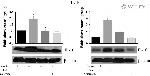 IL-10 Antibody in Western Blot (WB)