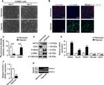 HIF1A Antibody in Western Blot (WB)