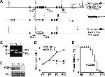 Calsequestrin Antibody in Western Blot (WB)