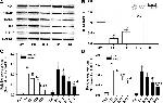 HMOX1 Antibody in Western Blot (WB)